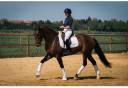 Cavalla KWPN Cavallo da Sport Neerlandese In vendita 2019 Baio scuro