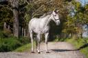 Intero PRE Andaluso In vendita 2023 Grigio ,  FER BAGO