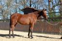 Cavalla PRE Andaluso In vendita 2022 Baio