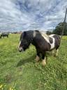 Castrone Welsh Poney (Sezione D), Welsh Cob  In vendita 2021 Pezzato ,  Cairnview Dillon