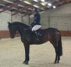 Cavalla KWPN Cavallo da Sport Neerlandese In vendita 2018 Baio ,  Ibolensky/ cornet Obolensky