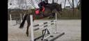 Cavalla KWPN Cavallo da Sport Neerlandese In vendita 2018 Baio ,  Ibolensky/ cornet Obolensky
