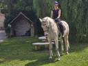 Castrone KWPN Cavallo da Sport Neerlandese In vendita 2015 Grigio ,  SANDREO KWPN