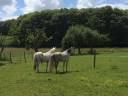 Proprietà equestre In vendita Creuse