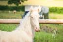Puledro Lusitano In vendita 2025 Crema ,  Ouro JLC