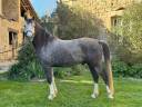 Castrone Mezzo Sangue Arabo In vendita 2019 Grigio ,  Don't Stop de Gaste