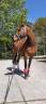 Castrone Cavallo da Sport Irlandese In vendita 2009 Baio ,  ARS VIVENDI ( HOLST, )