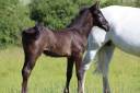Puledro PFS Pony Francese da Sella In vendita 2025 Grigio ,  Usandro Tilia Derlenn