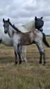 Puledro PFS Pony Francese da Sella In vendita 2025 Grigio ,  Usandro Tilia Derlenn