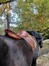 Sella mista Stubben  16.5" - 2010