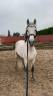 Stallone PRE Andaluso In vendita 2014 Grigio ,  DESEO VI