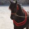 Stallone Purosangue Arabo In vendita 2011 Nero ,   Zaraq El Amir Bwa