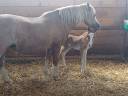 Puledro Welsh Poney (Sezione B) In vendita 2025 Sauro
