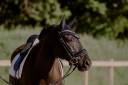 Castrone Lusitano In vendita 2013 Baio scuro