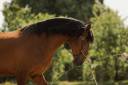 Castrone Lusitano In vendita 2016 Baio ,  campeador csm