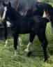 Puledra Sella Francese In vendita 2025 Nero ,  excalibur dela tour vidal