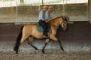 Castrone PRE Andaluso In vendita 2015 Isabella ,  Invasor JCM