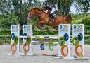Cavalla BWP Cavallo da Sangue Belgio In vendita 2020 Sauro