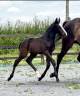 Puledro sBs Cavallo da Sport Belgio In vendita 2025 Baio scuro