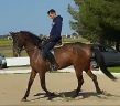 Cavalla PRE Andaluso In vendita 2020 Sauro