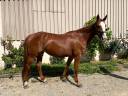 Cavalla sBs Cavallo da Sport Belgio In vendita 2020 Sauro