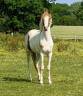 Castrone PFS Pony Francese da Sella In vendita 2023 Tobiano