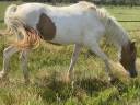 Castrone PFS Pony Francese da Sella In vendita 2023 Tobiano