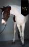 Puledra KWPN Cavallo da Sport Neerlandese In vendita 2023 Tobiano ,  FOR FERRERO