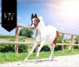 Puledra KWPN Cavallo da Sport Neerlandese In vendita 2023 Tobiano ,  FOR FERRERO
