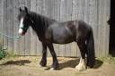Castrone Shetland In vendita 2020 Nero
