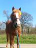 Castrone Shetland In vendita 2017 Sauro