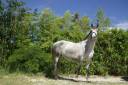 Cavalla PRE Andaluso In vendita 2020 Grigio