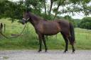 Cavalla PRE Andaluso In vendita 2022 Nero ,  HER ARAN II