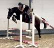 Cavalla KWPN Cavallo da Sport Neerlandese In vendita 2021 Baio scuro