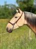 Castrone PRE Andaluso In vendita 2022 Isabella ,  REBELDE XXX