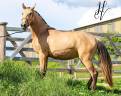 Puledra Lusitano In vendita 2023 Isabella ,  Miura Des Cais