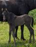 Puledro Paint Horse In vendita 2024 Nero ,  houston creek monkey