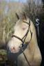 Castrone Lusitano In vendita 2016 Crema ,  Zenite