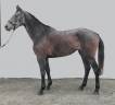 Cavalla Purosangue In vendita 2021 Grigio ,  Beau mec de Houelle