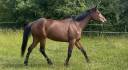 Cavalla Trottatore Francese In vendita 2018 Baio