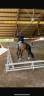 Cavallo olandese C