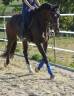 Castrone KWPN Cavallo da Sport Neerlandese In vendita 2018 Baio scuro