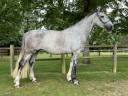 Cavalla Cavallo da Sport Irlandese In vendita 2017 Grigio