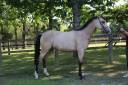 Cavalla PFS Pony Francese da Sella In vendita 2023 Isabella