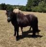 Intero Shetland In vendita 2023 Nero ,  VICKING COMMANDERIE