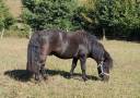 Intero Shetland In vendita 2023 Nero ,  VICKING COMMANDERIE