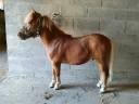 Intero Shetland In vendita 2024 Crine lavato ,  VICKING COMMANDERIE