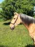 Castrone PRE Andaluso In vendita 2022 Isabella ,  REBELDE XXX