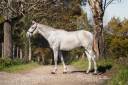 Intero PRE Andaluso In vendita 2023 Grigio ,  FER BAGO