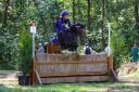 Cavalla Pony da Sella Belgio In vendita 2017 Baio scuro ,  Movie Star